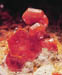 vanadinite2